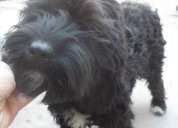 Encontré perrita negra  poodle con maltés mestiza en plaza de maipú. apróx 8 meses